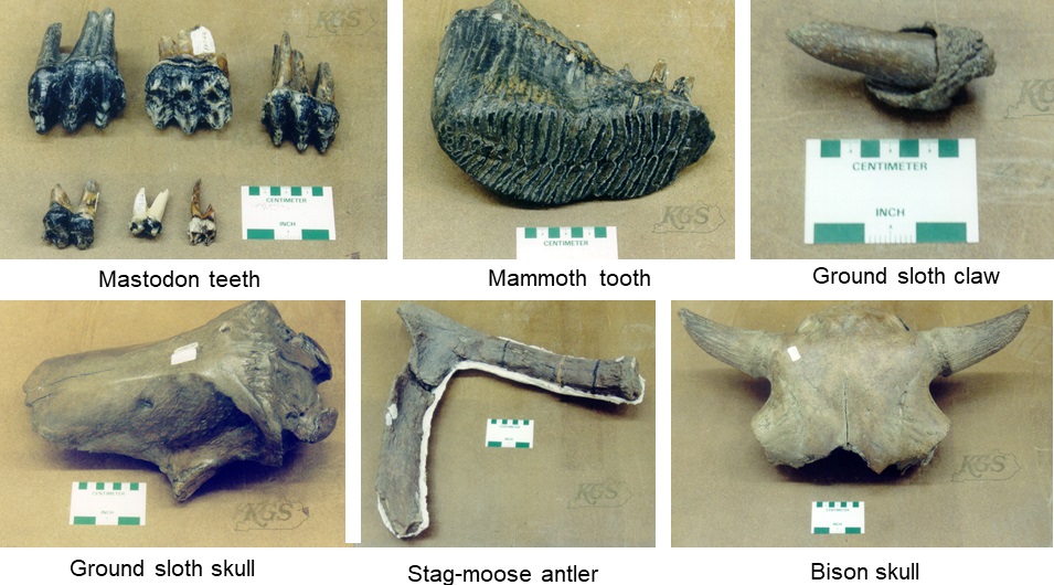 Some of the fossil bones of ice-age mammals collected in an excavation at Big Bone Lick in 1963 by the University of Nebraska. The bones are in the university’s paleontological collections. Mastodon teeth; mammoth tooth; ground sloth claw; ground sloth skull; stag-moose antler; bison skull